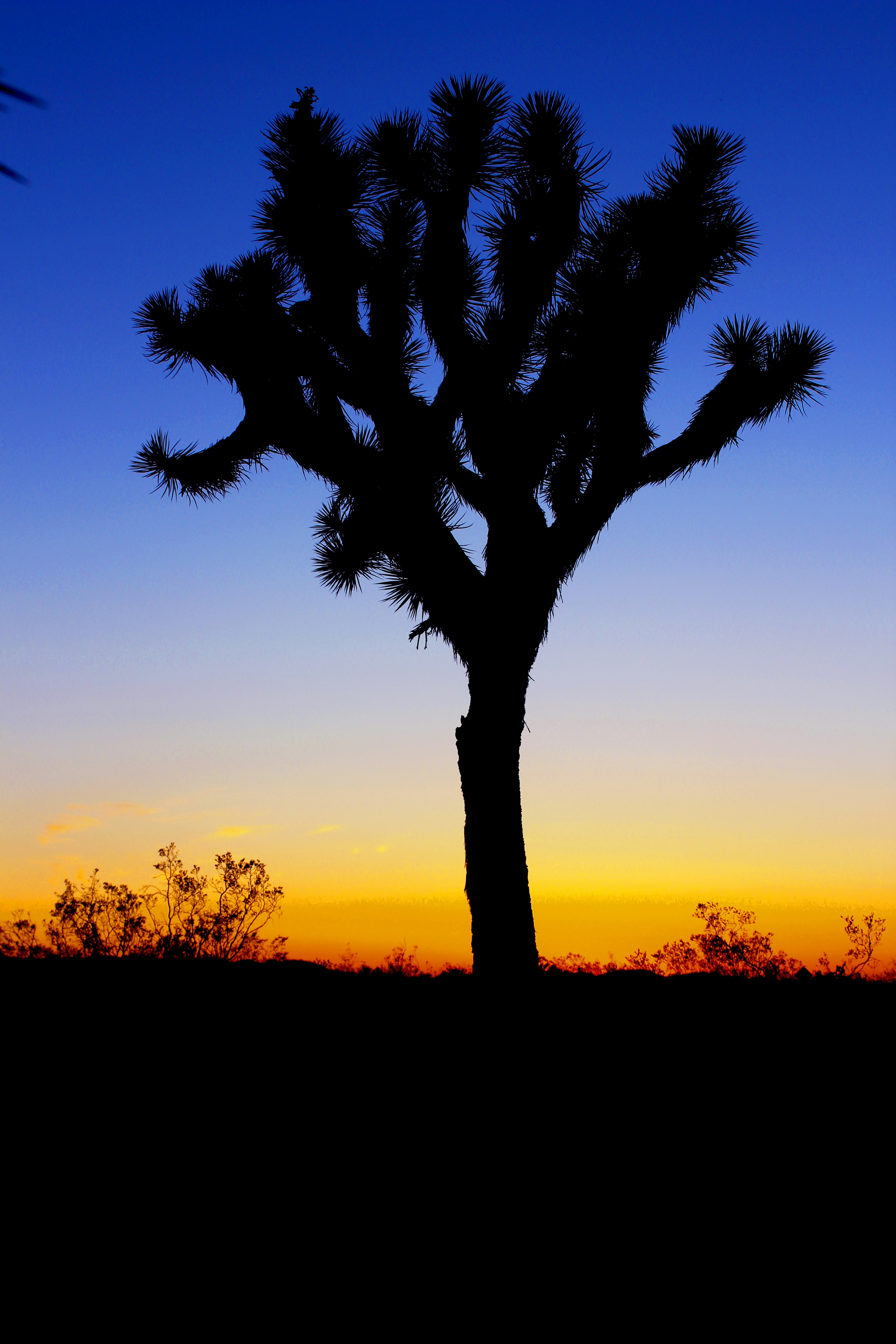 silhouette. of tree in sunset